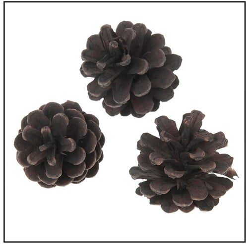 [A-014601] Oostenrijker dennenappel Pinus Nigra BLACKwash 6 stuks