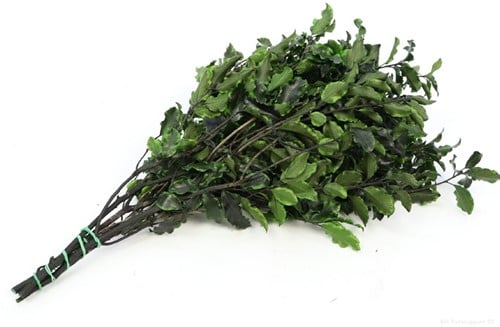 [A-022512] Geprepareerd Gepreserveerd Pitosporum Nigra 150 gr