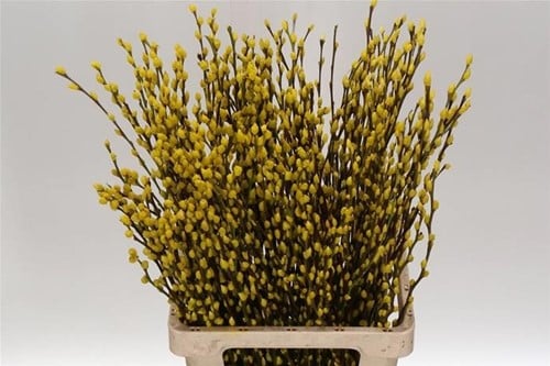 [A-023901] Katjeswilg Gekleurde Wilgenkatjes Salix Geel bundel 10 stuks