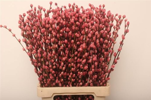 [A-023903] Katjeswilg Gekleurde Wilgenkatjes Salix Lichtroze bundel 10 stuks