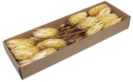 [A-026085] Protea Repens Naturel Cream Creme doos 24 stuks