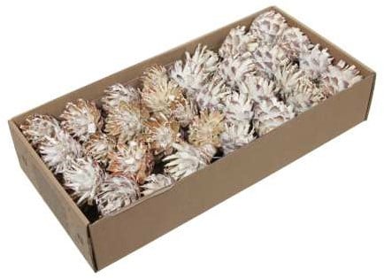 [A-027011] Leucodendron Plumosum op draad White wash doos 55 stuks