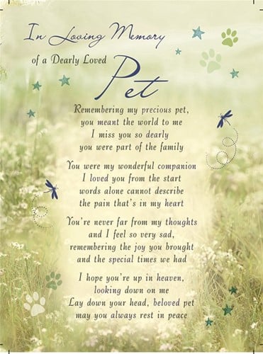 [A-023650] Rouwkaart herdenkingskaart ILM of a Dearly Loved Pet overlijden huisdier 16.5 x 12 cm 