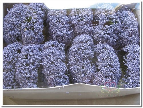 [A-008349] Fieldberries Lila doos