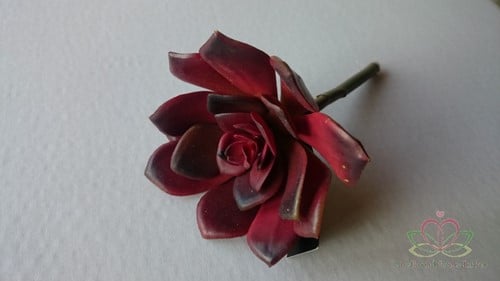 [A-010386] Echeveria Burgundy Latex Succulent 