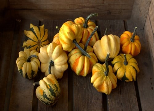 [A-013551] Indian Summer Siermix Kalebas 50 zaden