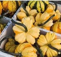 [A-013619] Daisy kalebas 1000 zaden