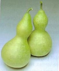 [A-001308] Bottle Gourd Giant Lagenaria 50 zaden