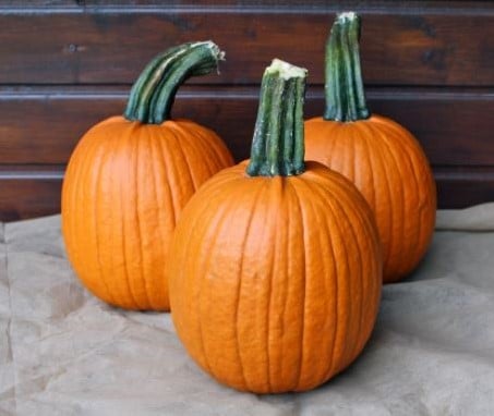 [A-022942-4] Hal. Fort Knox F1 PMT Robuuste schil = beter houdbaar 250 zaden