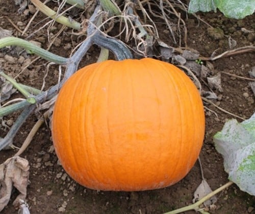 [A-023679-3] Duchess F1 PMT halloweenpompoen 50 zaden