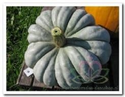 [A-001326] Crioula Pataka pompoen 50 zaden