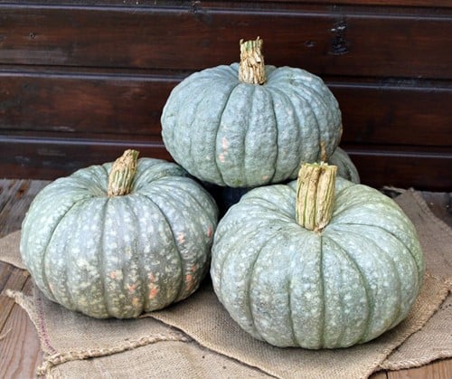 [A-025257-5] Totanera Grijze Eetpompoen 1000 zaden