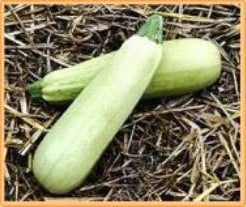 [A-002149] Courgette Lungo Bianco 