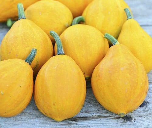 [A-018146] Lemon Squash Pompoen basiseenheid zaden
