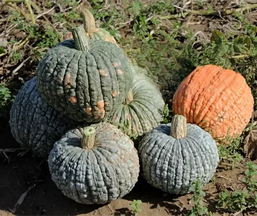 [A-027924] Pompoen Morocco pompoen 50 zaden