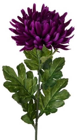 Chrysant Single Large Chrysanthemum Purple / st – Zijdebloem zijdebloem bloomon