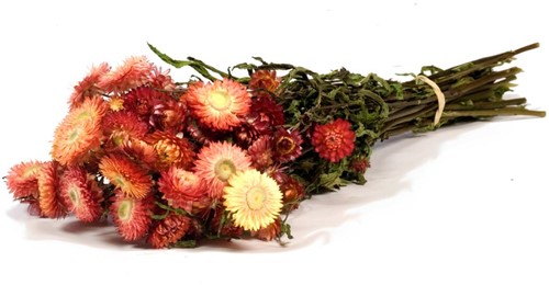 Helichrysum Zalm Salmon natural bundel. droogbloemen