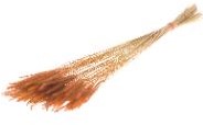 Soft worms grass Burnt Orange leuk gras en alternatief voor Lagurus