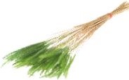 Soft worms grass Grass green leuk gras en alternatief voor Lagurus