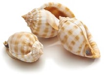 Schelp Cassis Bandatum ±8cm 5pcs