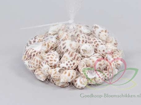 Babylonia schelpen +/- 1 kilo