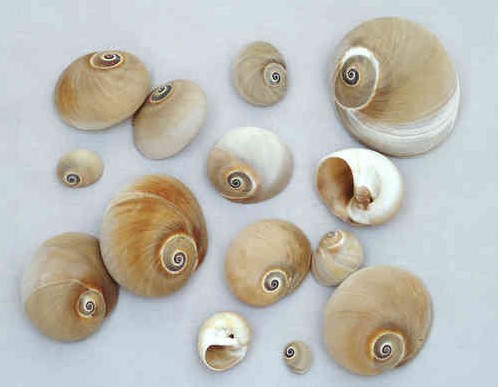 Polinices Didyma schelpen 800 gram
