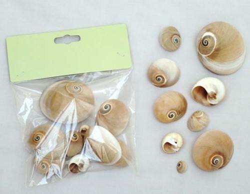 Polinices Didyma schelpen 80 gram