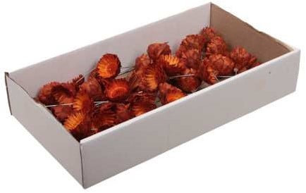 Stem Protea compacta rose ORANJE op draad -/ 50st droogbloem