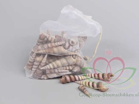 Terebra Kerela Screw schelpen 500 gram