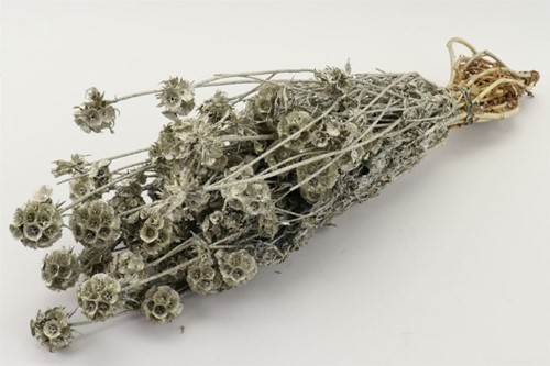 Scabiosa Wild in hoes voor bv corsages en boeketten