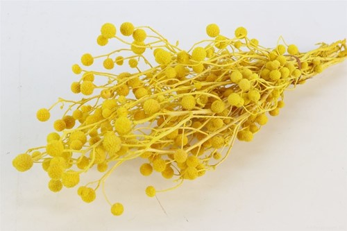 Sago Grass geel in hoes Gras met bolletjes droogbloemen