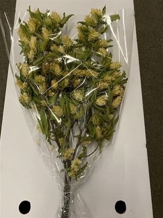 Hop Carpinus in hoes blad droogbloem