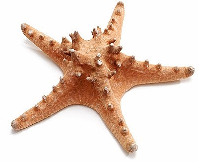 Zeester Philippine Bintang Laut naturel, 17-20 cm. per stuk