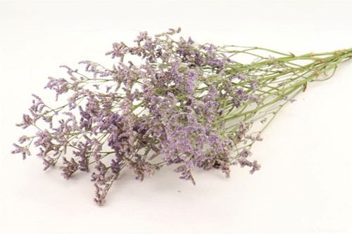 Limonium Diamond natural Blue 60cm Statice blauw  