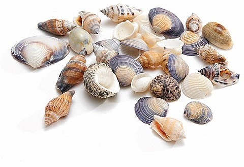 Schelpenmix 1 kg middenmaat small Schelpen