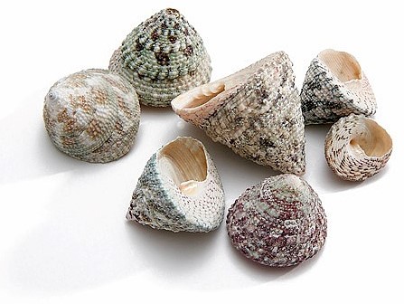 Trochus Stellatus schelpen 1000 gram