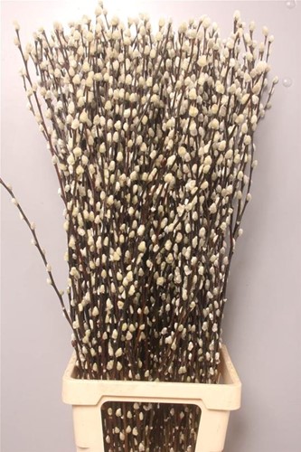 Katwilg wilgenkatjes katjeswilg Salix Ca Snow Flake bundel +/- 10st Mooie Wilgenkatjes 