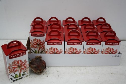 Bloembol Amaryllis Roze in doos Bloembol