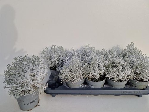 Leucophyta Challenge Grijs – Brownii Calocephalus in Potje – Zilverstruikje Grijs Plantje Zilverstruikje, grijs plantje P10.5
