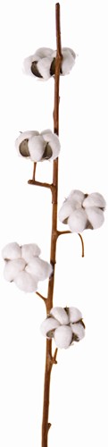 Katoentak (cotton spray) 90cm, 5 bloemen kunst Premium-Quality