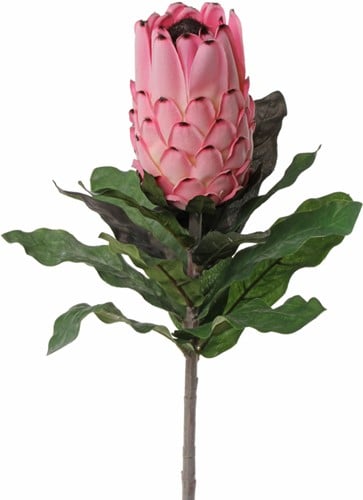 Protea baardsuikerbos 75cm groot, bloem 12cm, Zeer exclusief met geflockte steel