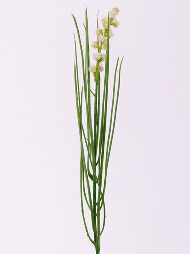 Grasbundel WIT bloeiend 50 cm/bundel Zijdebloem  