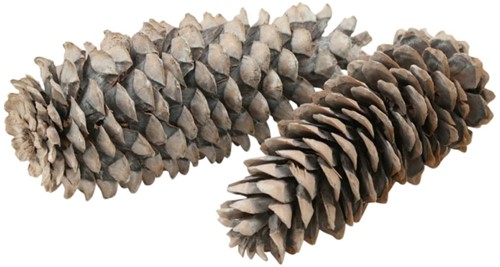 Reuze grote Denneappel Sugar pine cone large Frosted White +/-25cm. Per stuk Grote Denneappel