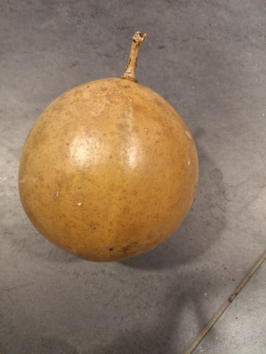 Ballonfruit Gedroogde kalebas rond +15cm. Natural Kalebas