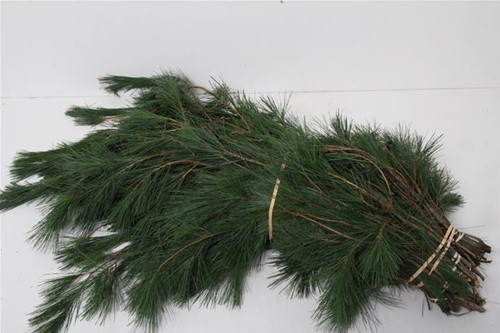 Actie Kiefer Lang Dennengroen +/- 450gr   Mooie dennengroen