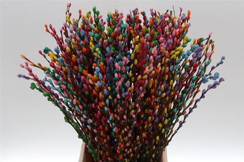 Gekleurde Katwilg Wilgenkatjes - Rainbow - Bundel van 10 Stuks - Kleurbehandeld Salix Kleurbehandeld  