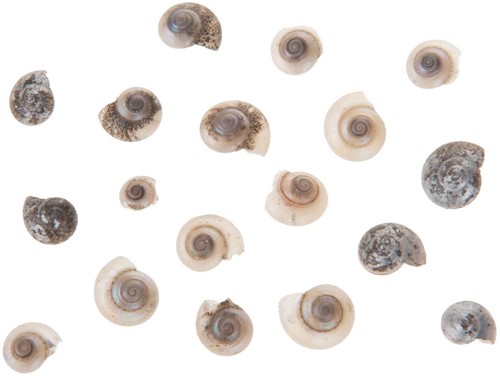 Umbonium schelpen zilver, 200 gram