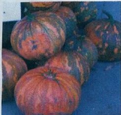 La Estrella F1 21406