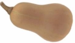 Ponca Butternut