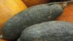 Blue Banana